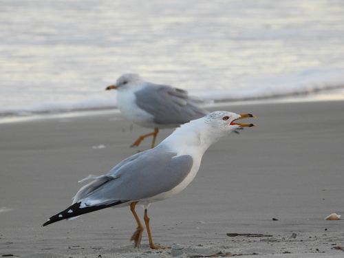 Ring-billed Gull photographed in South Carolina
