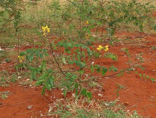 Coffee Senna