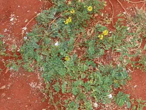 Eland's Pea