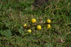 Solanum myriacanthum