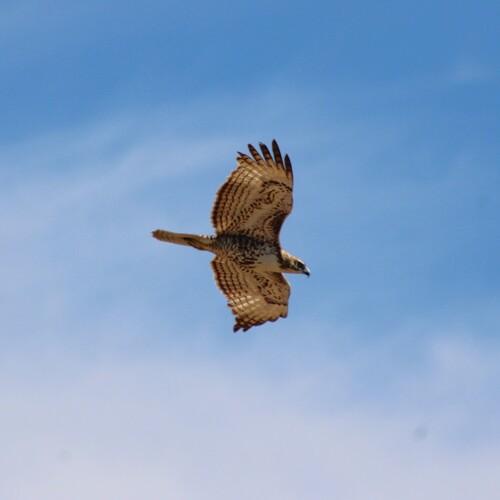 iNaturalist observation photo of Red-tailed Hawk
