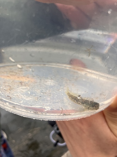 Lipophrys pholis