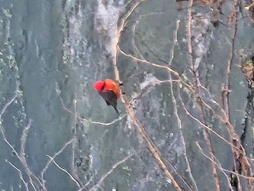 Vermilion Flycatcher (Pyrocephalus rubinus)
