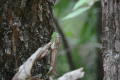 Tropidurus etheridgei