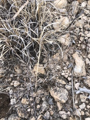 Evolvulus nuttallianus