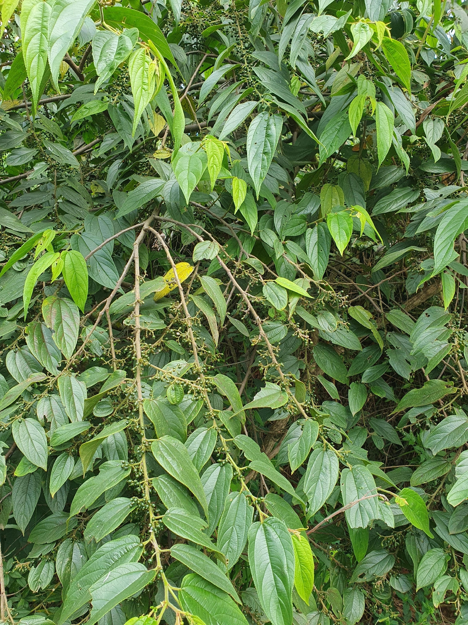 Trema micranthum