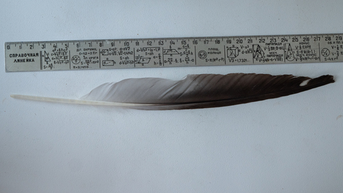 Plume de Goéland cendré