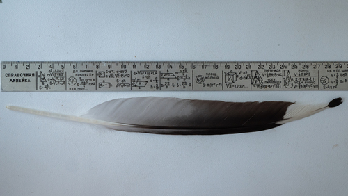 Plume de Goéland cendré