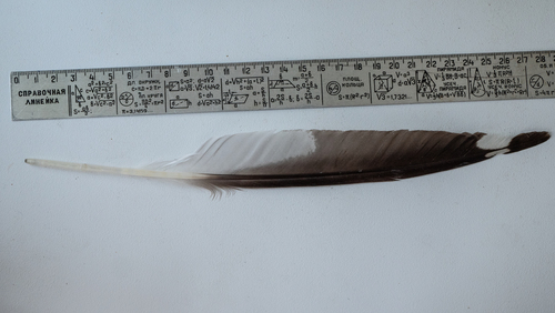 Plume de Goéland cendré