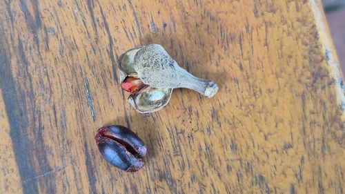 Natal mahogany