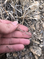 Evolvulus nuttallianus