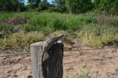 Polychrus acutirostris