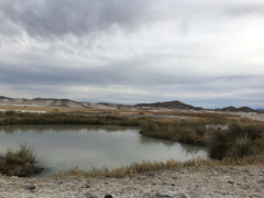 Cyprinodon nevadensis