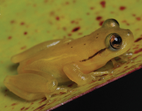 Serra da Jibóia Heart-tongued Frog