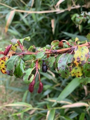 Megalometides cacicus