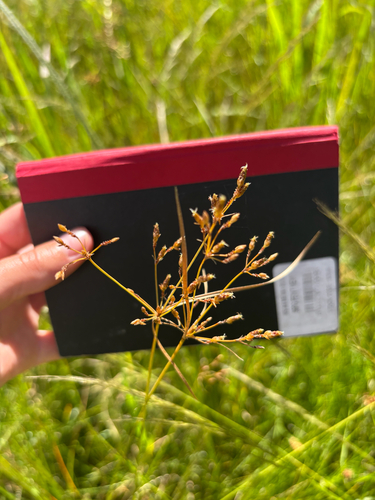 Fimbristylis complanata observed 2026-03-04