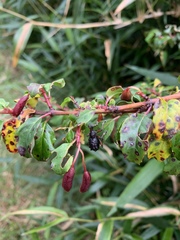 Megalometides cacicus