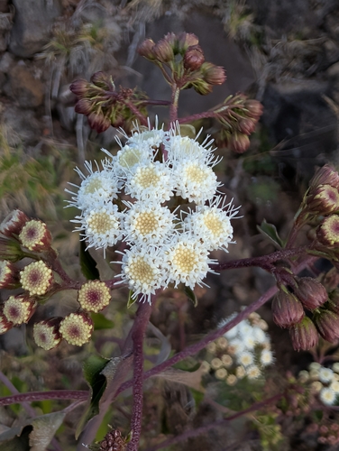 Ageratina adenophora observed 2026-03-03