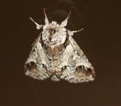 Antithemerastis acrobela