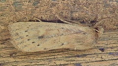 Leucania pseudargyria