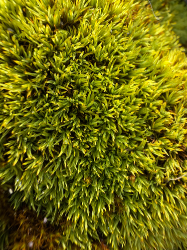 Inclined Twisted Moss (Tortella inclinata)