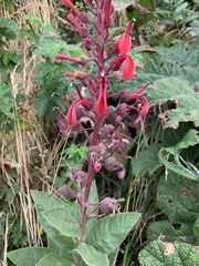 Lobelia tupa