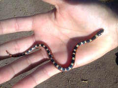 Gyalopion quadrangulare