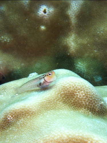 Ecsenius minutus