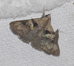 Avatha discolor
