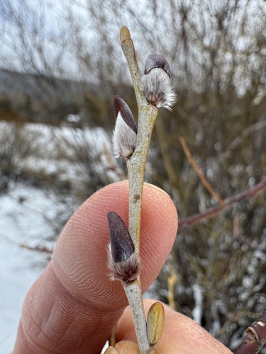 Geyer's willow (Salix geyeriana)