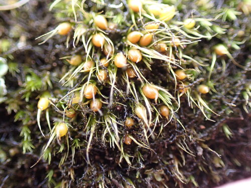 Taper-leaved Earth-moss (Pleuridium acuminatum)