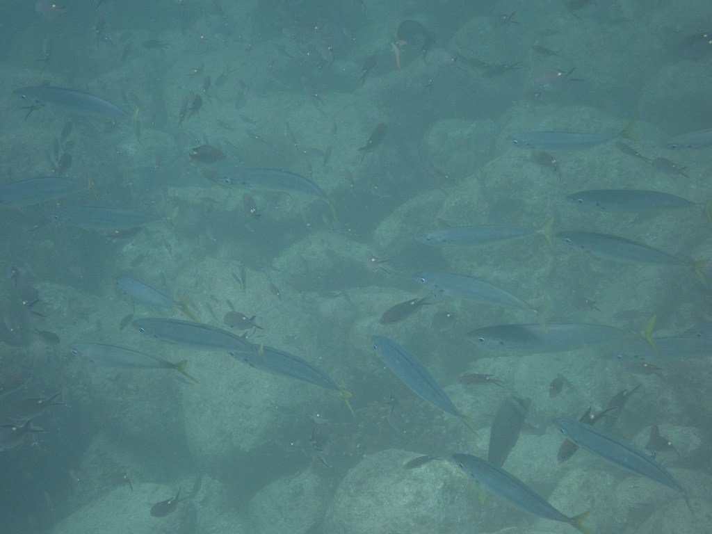 Mackerel scad