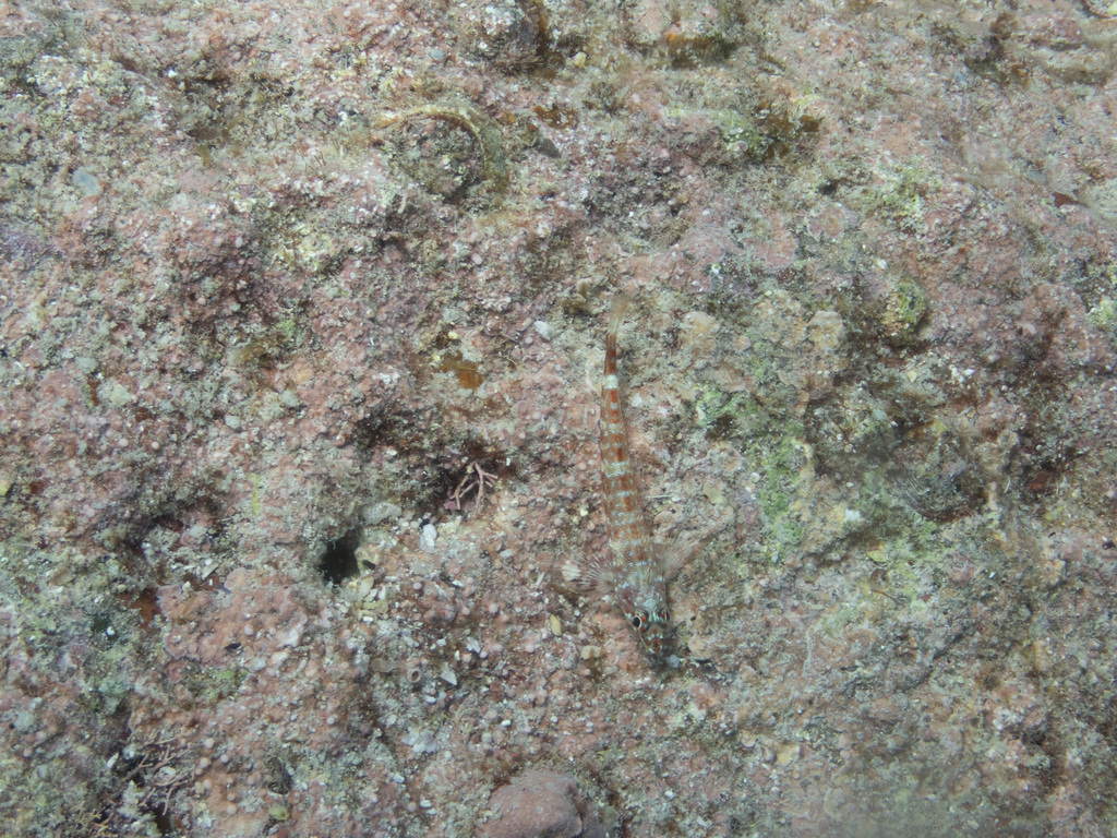 Lizard Triplefin