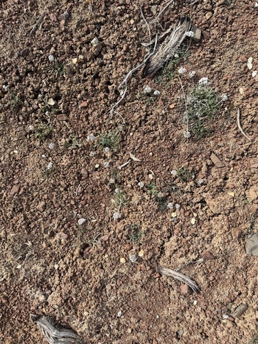 Gorman's Biscuitroot (Lomatium gormanii)