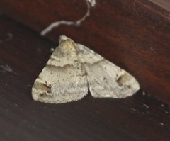 Syneora hemeropa