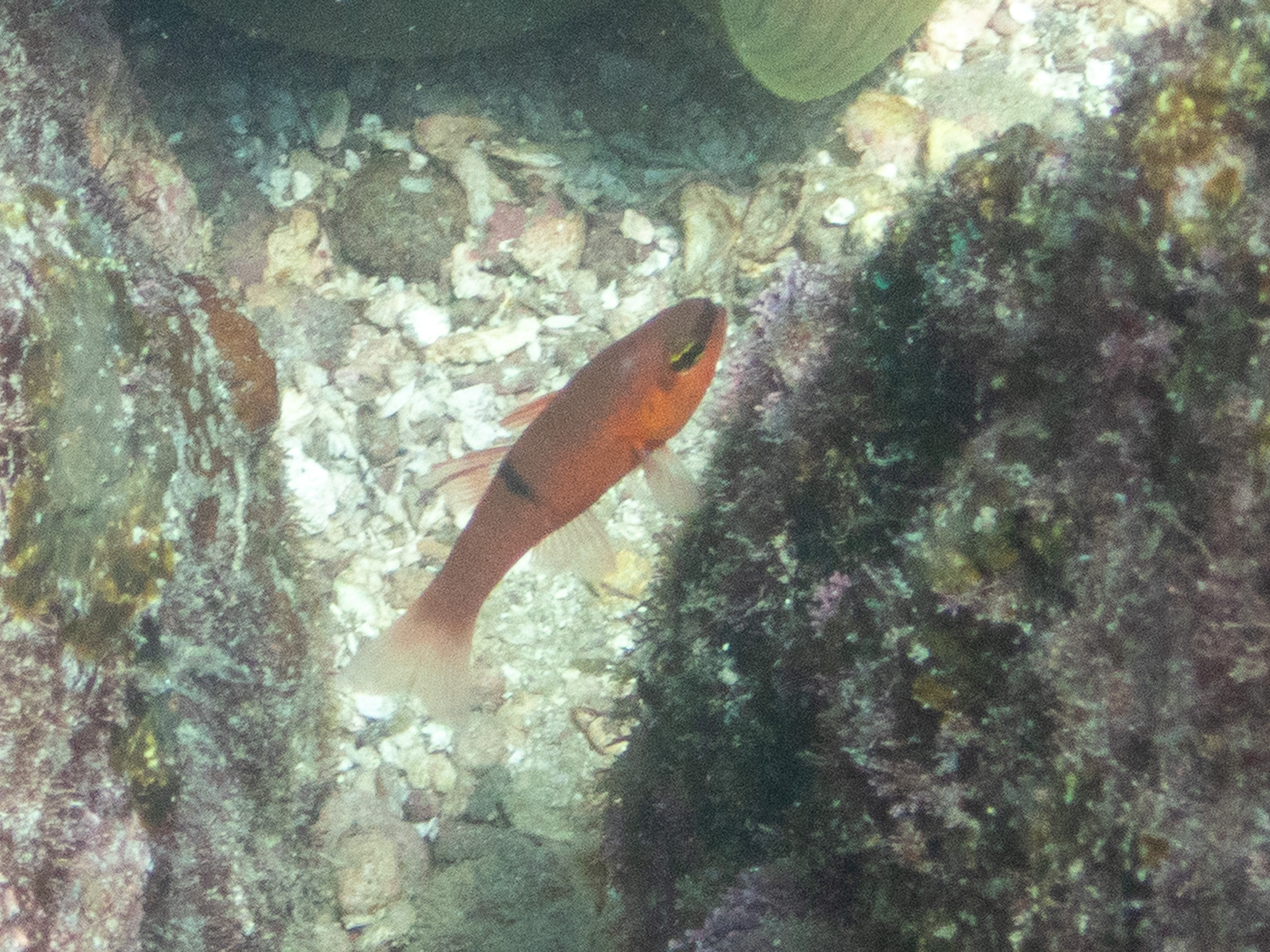 Pink Cardinalfish photo 6
