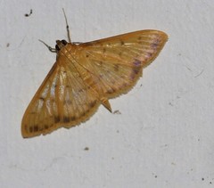 Patania balteata