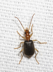 Brachinus adustipennis