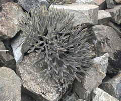 Lignocarpa carnosula