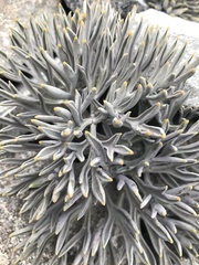 Lignocarpa carnosula
