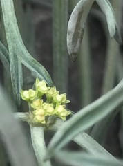 Lignocarpa carnosula