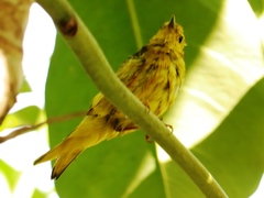Setophaga petechia