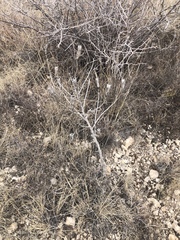 Mentzelia decapetala