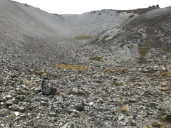 Lignocarpa carnosula