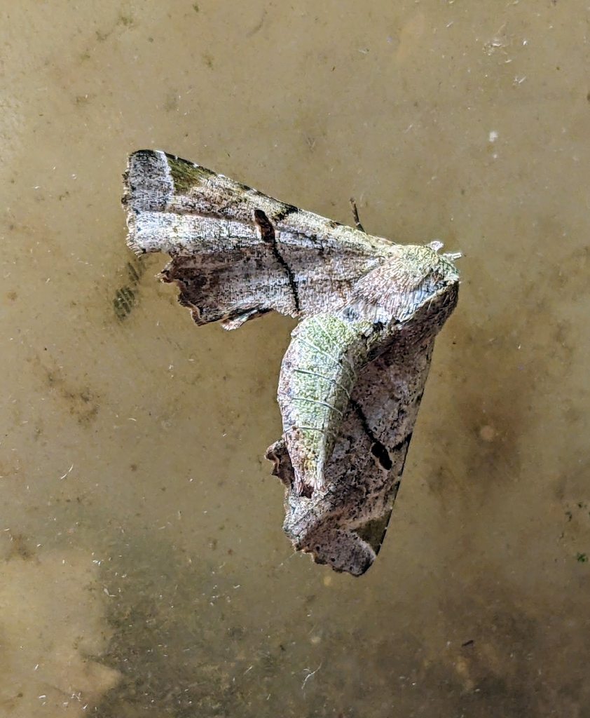 Atacira pala