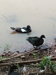Cairina moschata