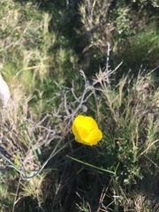 Ranunculus gramineus