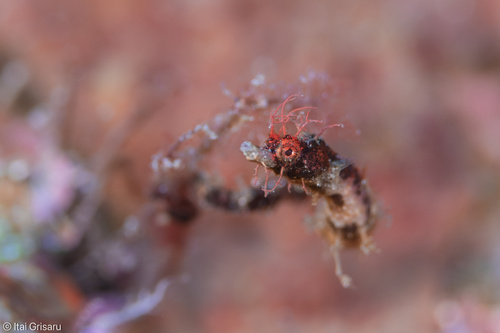 Shortpouch Pygmy Pipehorse — seen at this dive site
