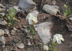 Mandevilla macrosiphon