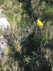 Ranunculus gramineus